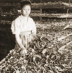 Nourrir les jeunes vers à soie avec des feuilles de mûrier, vers 1900
